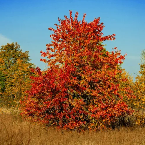 Vista 4 de Cerezo Negro Silvestre Semillas Premium Prunus serotina 'Fall' Plants'® (Premium Seeds, 5)