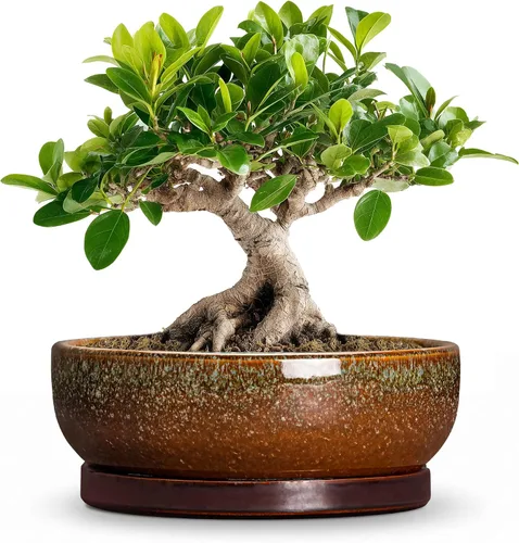 Vista 54 de Succulent Pots, 6 Inch Ceramic Bonsai Pots with Saucer, Blue