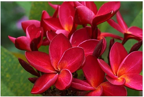 Vista 5 de Hawaiian Rare Plumeria Frangipani Planta esquejes rojo, blanco, amarillo, rosa - 10 pulgadas - Descuento Hawaiian Gifts LQ4 (rojo)