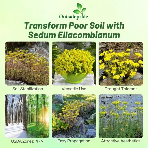 Vista 2 de Outsidepride Ellacombianum Sedum Seeds - 1000 semillas perennes de cobertura del suelo para plantar, plantas suculentas resistentes al frío