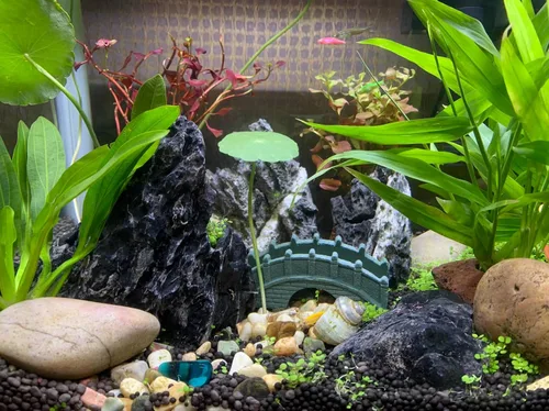 Vista 6 de Unocho Seiryu Rock Piedras de Acuario 11lb Piedra de Dragón Natural para Paisajismo de Acuarios Tanque de Peces Paisajismo de Acuario Tanque