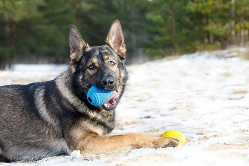 Vista 5 de Tricky Treat Rugby Ball - Dispensador de golosinas para perros, impresionante alivio de ansiedad y aburrimiento, diversión y juguete básico