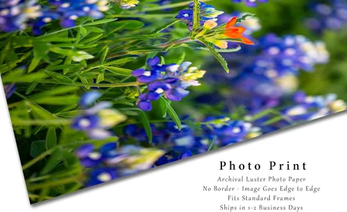 Vista 2 de Impresión de fotografía de flores silvestres (sin marco) Imagen vertical del pincel indio destacado en arándanos en el día de primavera en Texas