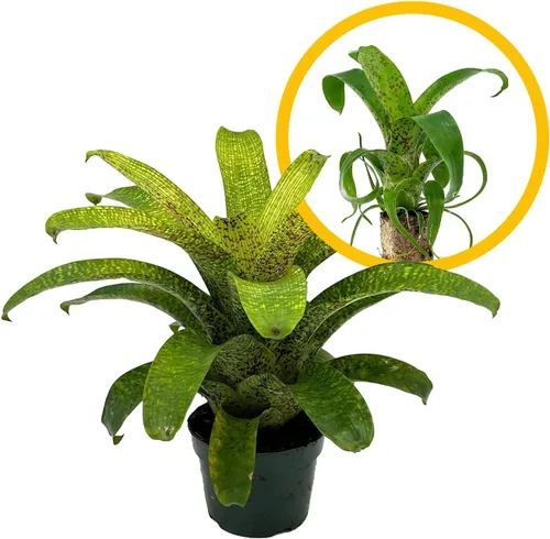 Vista 9 de ragnaroc Plantas vivas – Bromelia Billbergia Casa Blanca de raíz desnuda, gigante 20-30 cm - 1 unidad - Llegada viva garantizada - Plantas