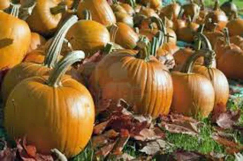 Vista 2 de Semilla de calabaza, campo de Connecticut, reliquia, sin OMG, 500 semillas, calabazas