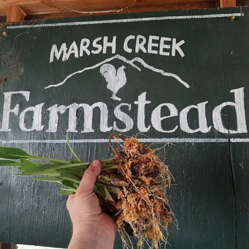 Vista 2 de Corte de corona de una pieza - Consuelda- 1 pc por Marsh Creek Farmstead