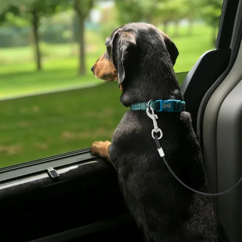 Vista 7 de Mogoko Cinturón de seguridad de automóvil para perro a prueba de mordidos, correa de acero inoxidable para mascotas, correa de cinturón de seguridad