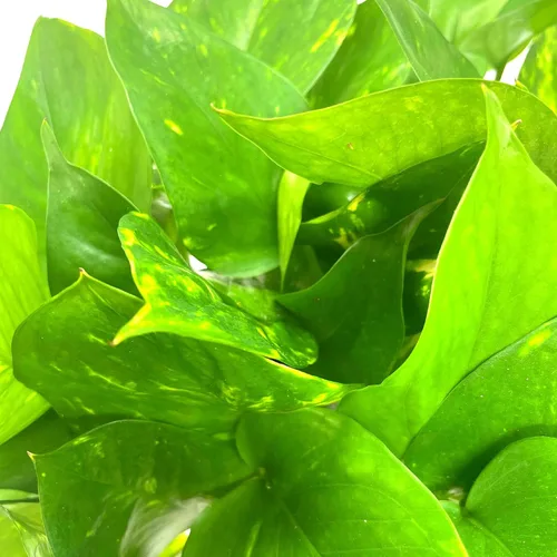 Vista 6 de BubbleBlooms Pothos dorados, Pothos abigarrados de 6 pulgadas, Epipremnum aureum, Hiedra del Diablo