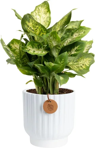 Vista 11 de Costa Farms Dieffenbachia, planta de interior viva, fácil cuidado Maceta de jardín