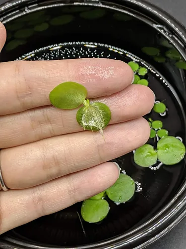 Vista 3 de Combo de 6 Mini Amazon Frogbit + 6 Water Spangles, Plantas Flotantes para Acuario de Peces Betta para Principiantes