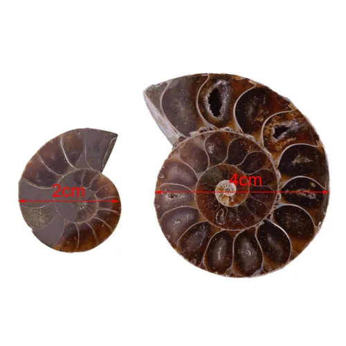 Vista 2 de 2 piezas de espécimen de amonita, piedras y minerales de Madagascar (diámetro 1.6 in)