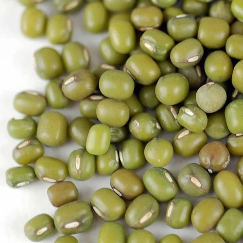 Vista 2 de Semilla de germinación de frijol mungo: 1 libra, orgánica, sin OMG - Marca Handy Pantry - Frijoles Mungos secos para brotes, plantación de jardín