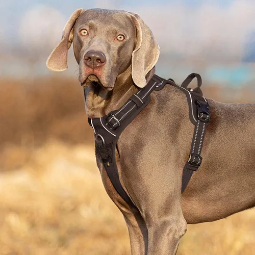 Vista 2 de Arnés sin tirones para perro, arnés reflectante con asa y clip frontal, arnés acolchado para perro para cachorros, perros medianos y grandes, 3
