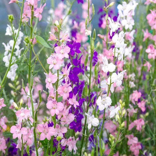 Vista 3 de Rocket Larkspur 'Imperial Mix' (Delphinium consolida) Semillas de flores, paquete de más de 2,000 semillas sin OMG de Seeds2Go