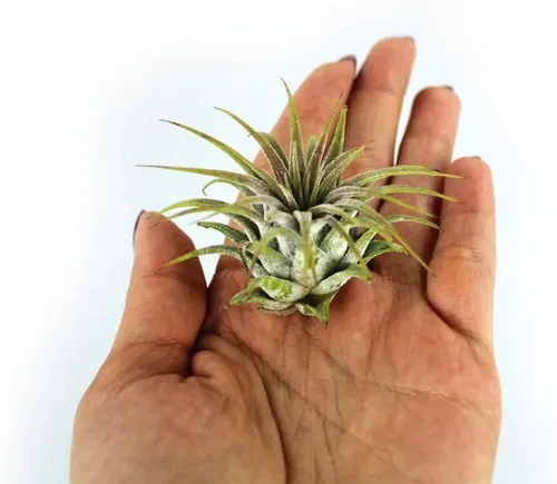 Vista 7 de Kit de terrario de 3 pulgadas con mini tarro de vidrio de Tillandsia Ionantha vivo, arena, vidrio marino de colores y figura miniatura para jardines