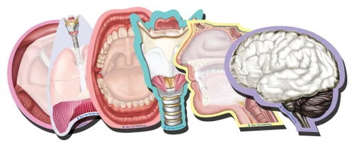 Vista 35 de Notas Adhesivas de Anatomía