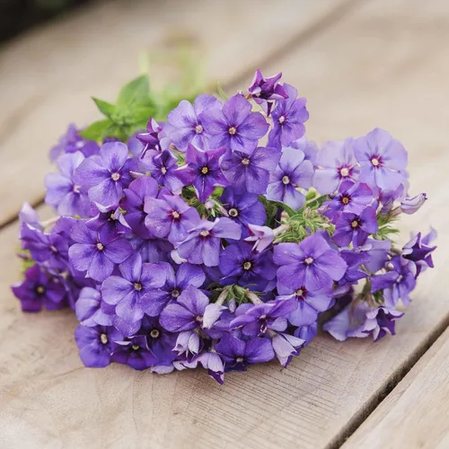Vista 3 de Eden Brothers Semillas anuales Phlox - Beauty Blue