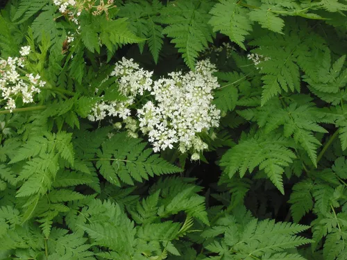 Vista 3 de Plant Good Seed Sweet Cicely Seeds - Paquete de 20 semillas tradicionales para plantar flores, suministros de jardinería, jardín de hierbas, flores
