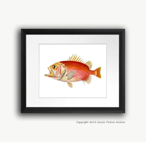 Vista 5 de Juego de 4 impresiones artísticas de peces tropicales sin marco, color arco iris, decoración de baño de playa y pescado_4A
