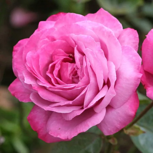 Vista 13 de Rosas resistentes de reliquia, planta de raíz propia, Hawkeye Belle Blanco cremoso con bordes rosados