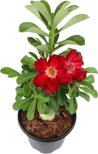 Vista 7 de Planta de rosa roja del desierto viva suculenta, maceta de cultivo de 1 galón, planta de rosa del desierto de Adenium, plantas de interior vivas