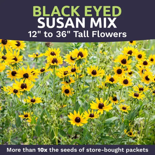 Vista 4 de Black Eyed Susan Seeds - Bolsa a granel de un cuarto de libra - Más de 400,000 semillas de flores silvestres polinizadas abiertas sin OMG
