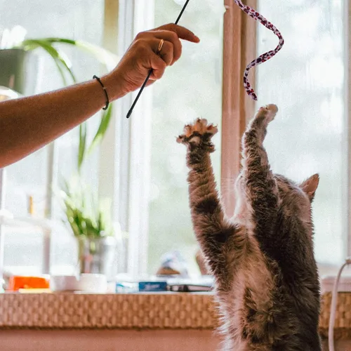 Vista 3 de Sumind 3 piezas de varita de gato de la selva para gato, teaser encantador, juguetes interactivos divertidos varita gatito juguete, 3 estilos