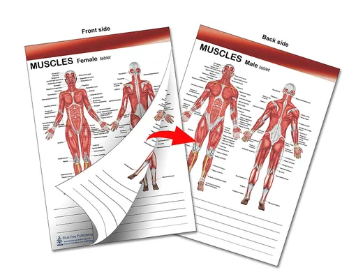 Vista 2 de Libro de anatomía muscular y huesos, tableta de dos caras para músculos y pestañas adhesivas