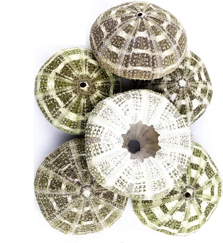 Vista 2 de Worlds Conchas grandes de erizos de mar Alfonso Gator 6PC 3"-4" pulgadas