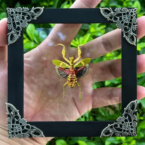 Vista 90 de 2 Real Dragonfly Specimens Shadow Box Framed Insect Display Oddities Curiosities Entomology Collection Natural History Wall Decor Gift for Nature