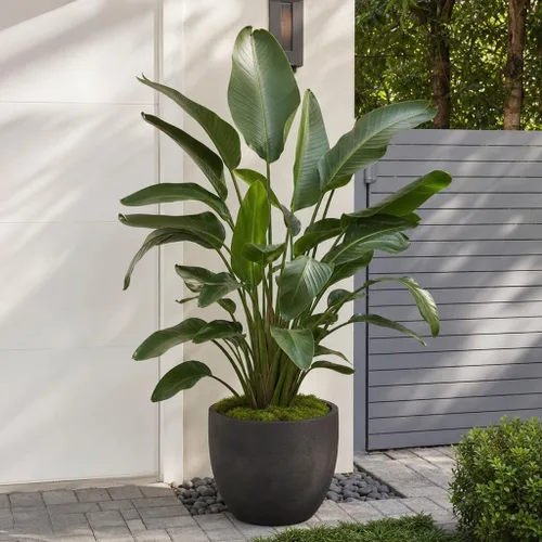 Vista 2 de Pájaro blanco del paraíso 3 plantas vivas Strelitzia Nicolai Hermoso ejemplar de follaje raro