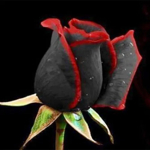 Vista 3 de Más de 100 semillas de rosas raras para plantar al aire libre: semillas de flores perennes para crear rosas coloridas para jardín de rosas