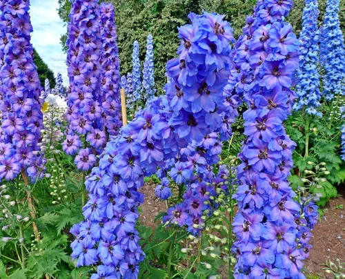 Vista 2 de Blue Delphinium Larkspur - Semillas de flores altas variadas de más de 30 semillas sin OMG para cultivar