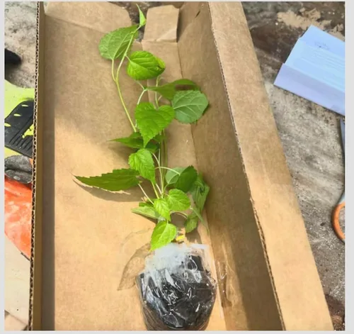 Vista 4 de 2 árboles frutales de morera de Pakistán - Juego de plantas de inicio de 6 a 8 pulgadas