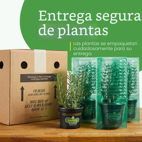 Vista 9 de Bonnie Plants Planta aromática comestible de hierbas aromáticas de romero vivo, paquete de 4, perenne en las zonas 8 a 10, ideal para cocinar y asar
