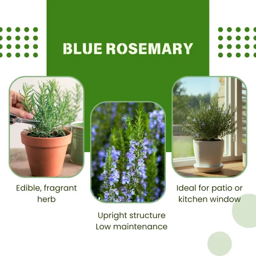 Vista 4 de Juego de 3 plantas de romero azul vivas, planta viva de romero, hierbas comestibles y fragantes, plántulas de romero para plantar en interiores