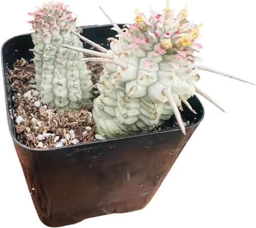Vista 10 de Plantas de cactus suculentas vivas de USKC (maceta de 2 pulgadas) (Adromischus Maculatus)