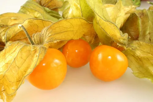 Vista 4 de Semillas Linterna China Señora Madonna Physalis Cabo Grosella Espinosa Naranja No GMO Heirloom
