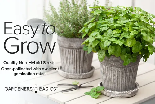 Vista 3 de Gardeners Basics Semillas de bálsamo de limón para plantar hierbas, (Melissa Officinalis) en interiores y exteriores, variedad de hierbas
