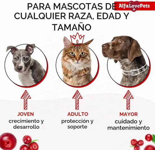 Vista 5 de Multivitamínico líquido para perros – Multivitaminas para gatos de interior – 10 en 1 vitaminas líquidas para perros complejo B, C, D3 – Digestión