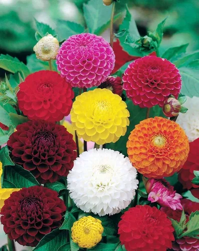 Vista 4 de Semillas Dahlia Pompon Mix - Orgánico