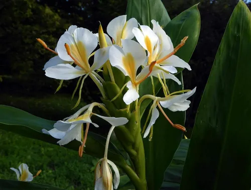 Vista 4 de Rizomas de plantas de jengibre blanco hawaiano 4 paquetes