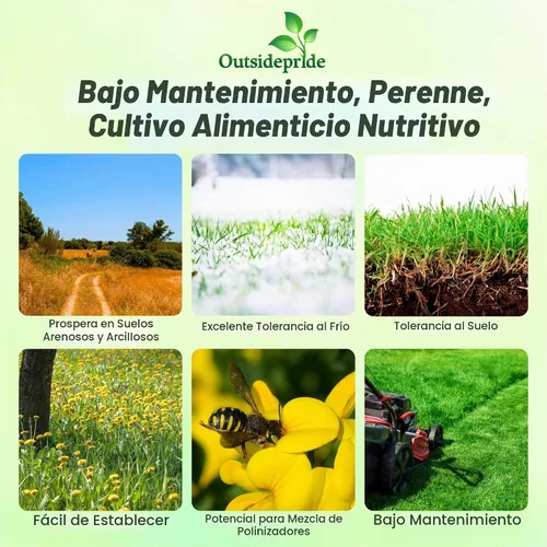 Vista 3 de Outsidepride Semilla de trébol perenne de pie de pájaro, 1 libra de nitrorecubrimiento, inoculada, resistente al invierno, semillas de leguminosas