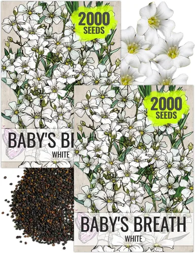 Vista 10 de Seed Needs Semillas de aliento de bebé rosa para plantar flores anuales, 1 paquete