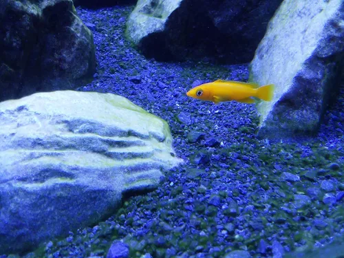 Vista 4 de Seachem Tanganica Buffer 1 Kilo