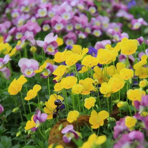 Vista 5 de Más de 200 semillas de pensamiento para plantar, semillas de flor de viola perenne de colores mixtos, semillas de pensamiento sin OMG para jardín