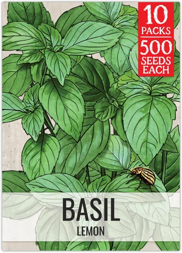 Vista 26 de Seed Needs Semillas de albahaca italiana para plantar hierbas tradicionales sin OMG, 1 paquete
