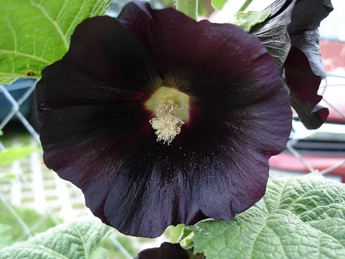 Vista 4 de Hollyhock Black Más de 30 semillas para plantar jardín de flores sin OMG