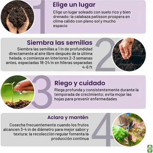 Vista 4 de Semillas de calabaza Heirloom Summer Scallop Blend - Aproximadamente 30 semillas