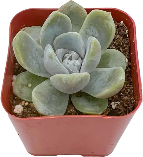 Vista 3 de Plantas suculentas vivas de 2", Aeonium 'Superbang', suculentas mini en maceta, planta de interior de fácil cuidado, regalos únicos, decoración